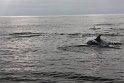 IMG_1306