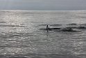IMG_1310
